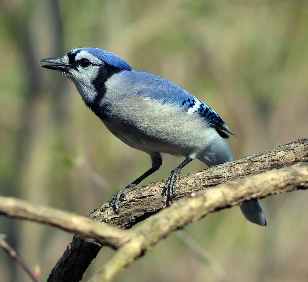 Common GBBC Birds | Audubon Pennsylvania