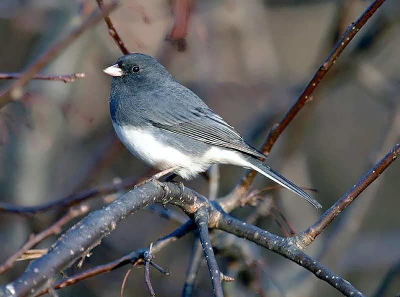 Cómo identificar 20 pájaros de patio de invierno en sus comederos: Vista aérea (fotos) | cleveland.com