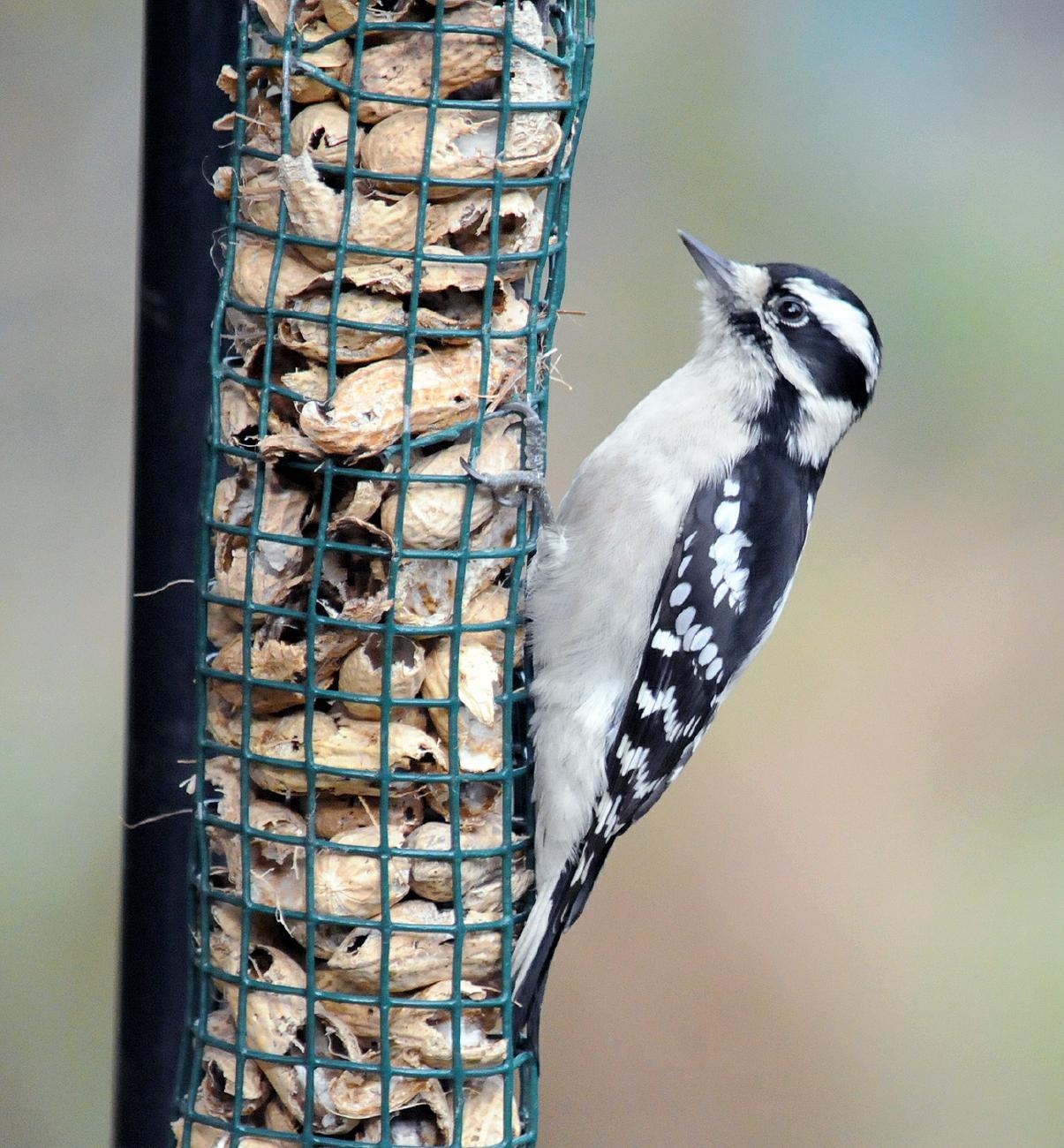 ¿Qué es ese chirrido? Diez pájaros comunes del patio trasero de Colorado Springs | Colorado Springs Gazette, Noticias
