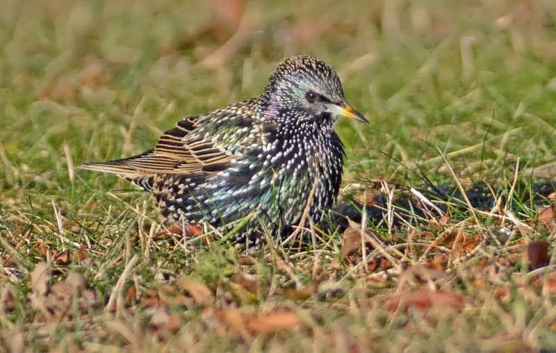common gbbc birds audubon pennsylvania common gbbc birds audubon pennsylvania