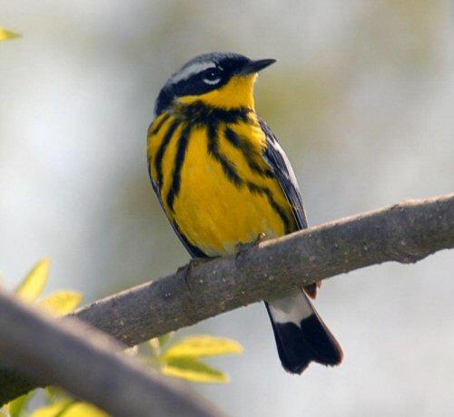 pennsylvania s important bird area program audubon pennsylvania s important bird area program audubon