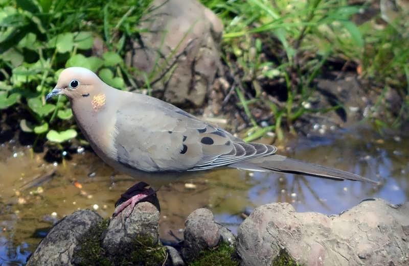 Aves de Filadelfia -