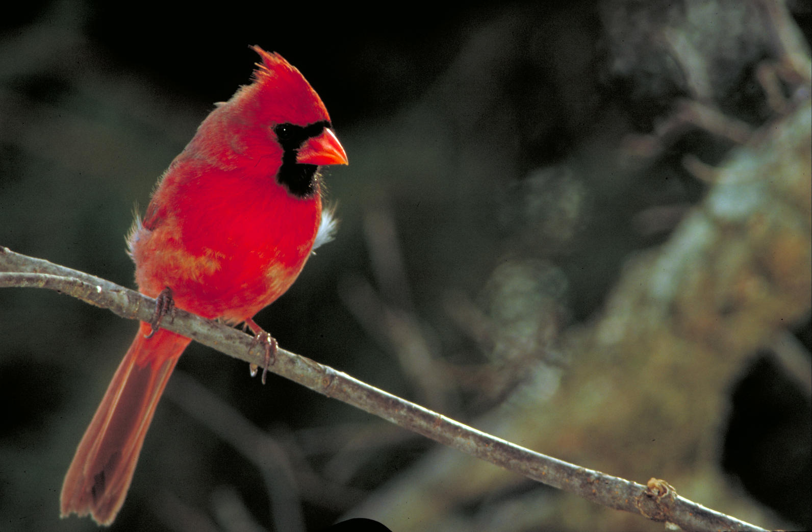 Aves de Filadelfia -