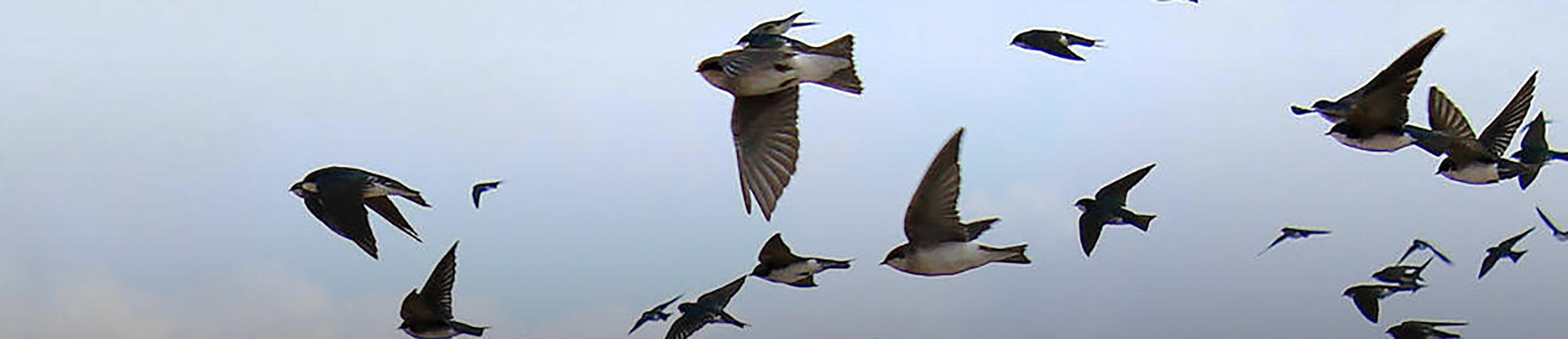 Audubon Pennsylvania