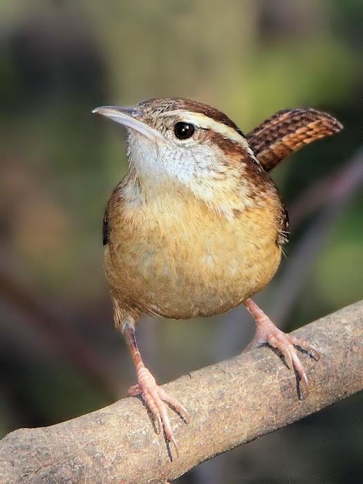 Why Birds? Audubon Pennsylvania