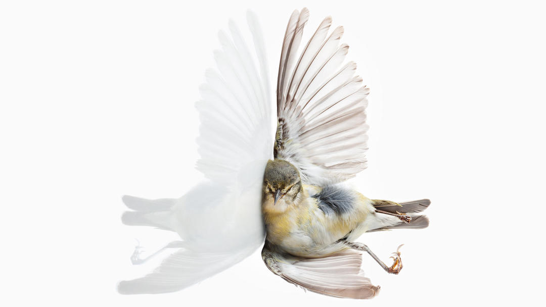 Protecting Birds from Striking Glass Windows Audubon Pennsylvania