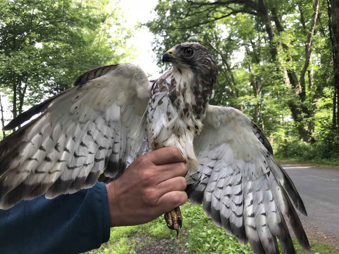 Funding Supports Species of Greatest Conservation Need Audubon Pennsylvania