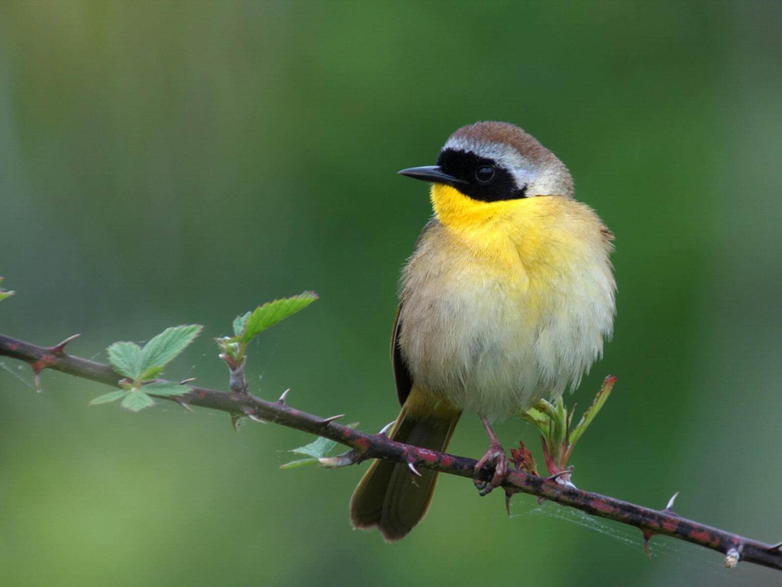 Bird Safe Philly Kicks Off Fall Migration With Seasonal Lights Out Philly Program Audubon