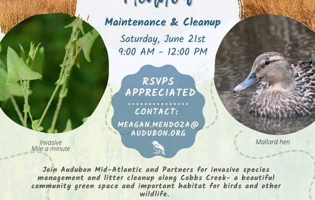 Whitby Meadow Maintenance and Cleanup in Philadelphia