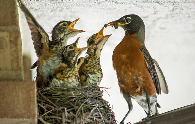 Birding Tour of Druid Hill Park in Baltimore