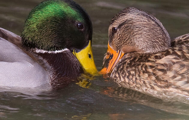Birding Tour of Patterson Park in Baltimore
