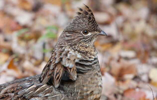 Pennsylvania I Bird I Vote Conservation and Policy Summit