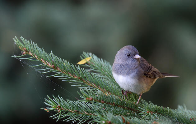 Winter Nature Journaling at John James Audubon Center