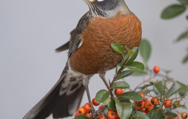 Birding Tour of Druid Hill Park in Baltimore