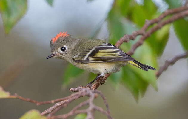 Birding Tour of Druid Hill Park in Baltimore