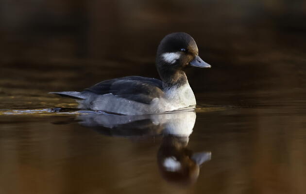 New Year, Who Dis? Birding Tour at The Discovery Center in Philadelphia