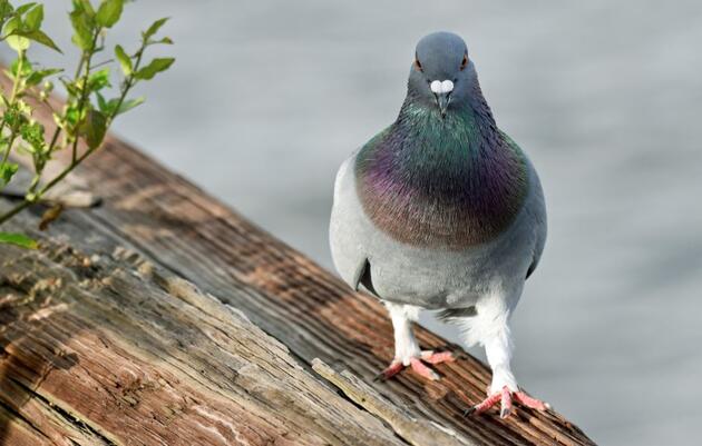 Don't Let the Pigeon Drive The Bus! Workshop at the John James Audubon Center