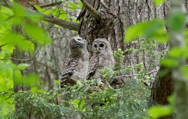 Owl Babies Workshop at the John James Audubon Center