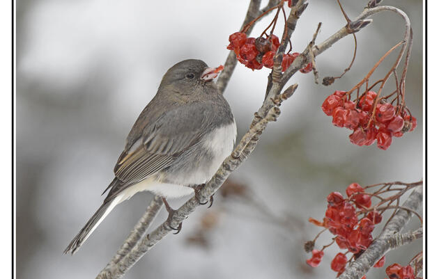 Birding Tour of Patterson Park in Baltimore