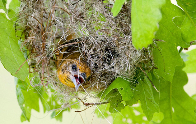 The Best Nest Workshop at the John James Audubon Center