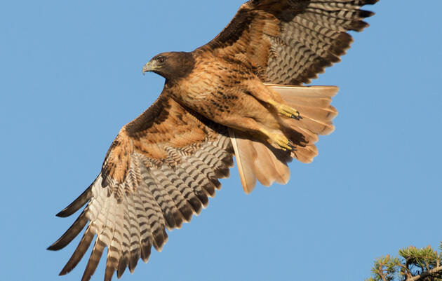 History of Pennsylvania Hawk Watching