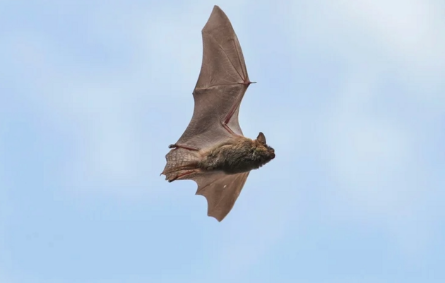 Bat Extravaganza at the Discovery Center in Philadelphia
