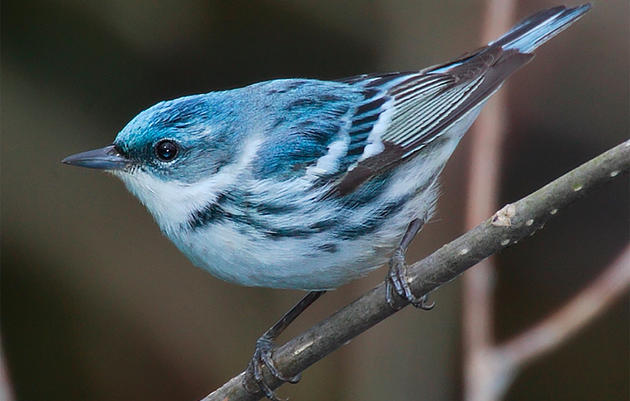 Birds | Audubon Pennsylvania