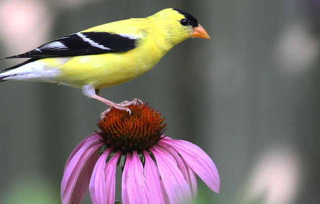 Plant-Bird Database