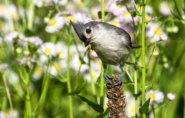 2024 Audubon Mid-Atlantic Impact Report