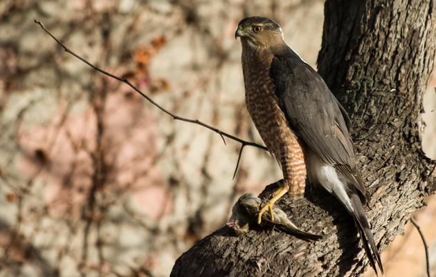 Waggoner’s Gap Hawk Watch