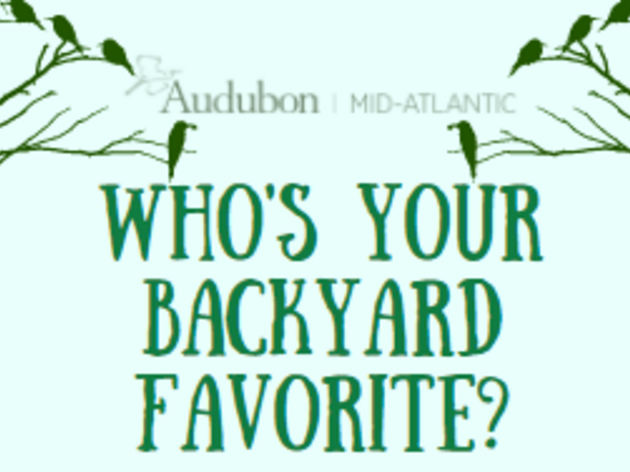 Backyard Favorites Survey