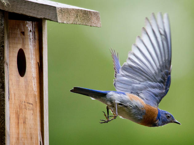How to Build a Bluebird Nest Box