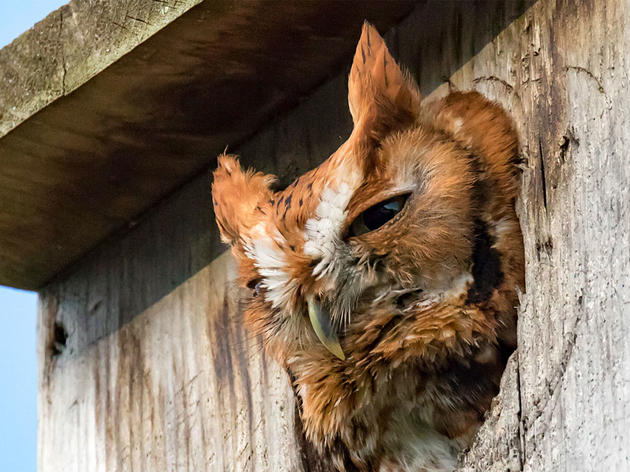 How to Build a Screech-Owl Nest Box 