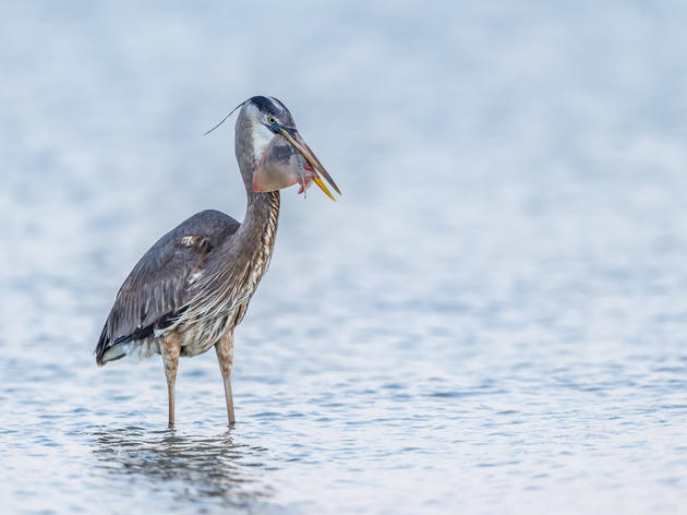 New Water Rule Endangers Millions of Birds and America's Water Supply