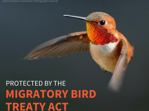 Administration Doubles Down on Bird-Killer Policy
