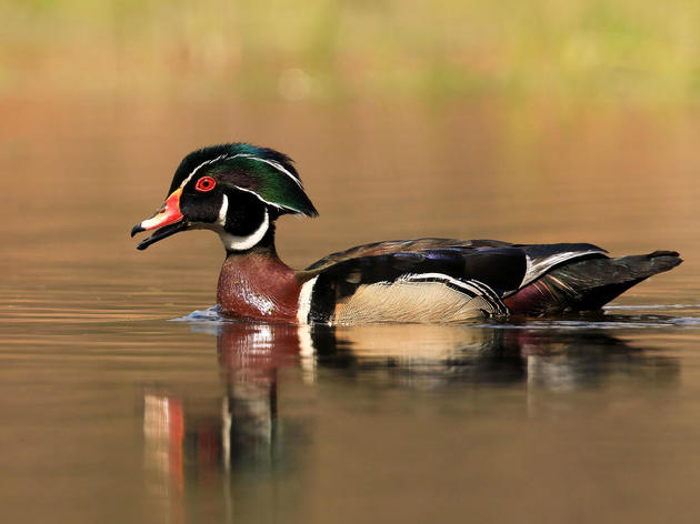 Audubon: Congress Must Pass New Bird Protection Bill