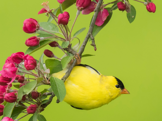 Bird-Friendly Habitat Recognition Program