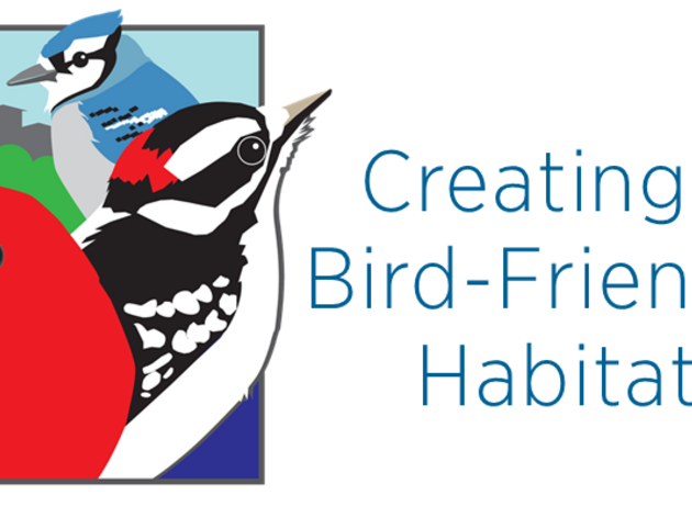 4 Tips for a Bird-Friendly Habitat