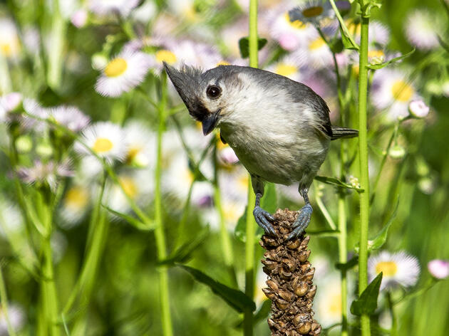 2024 Audubon Mid-Atlantic Impact Report