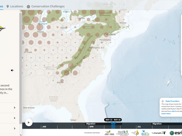 Bird Migratory Explorer