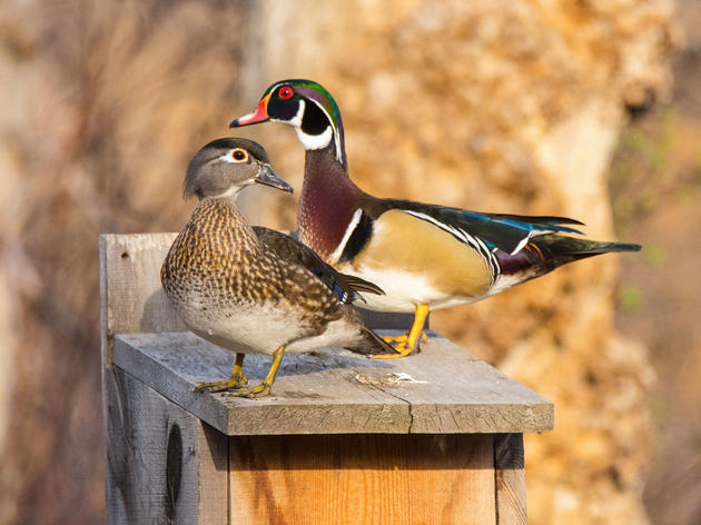 How to Build a Wood Duck Nest Box