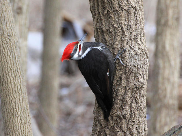 PA Counts: Audubon's Great Backyard Bird Count