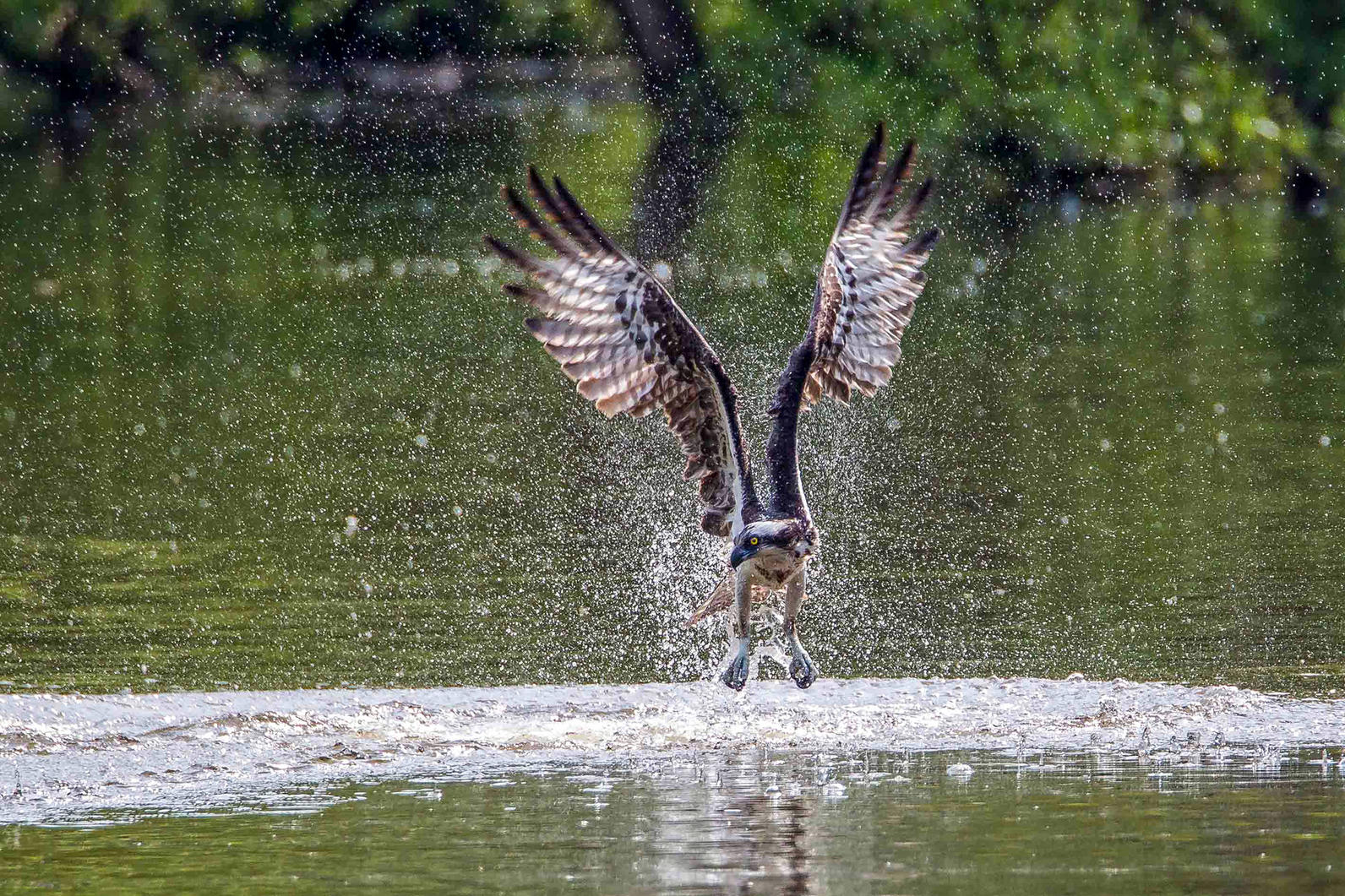 Osprey. Photo: Kurt Wecker/Audubon Photography Awards