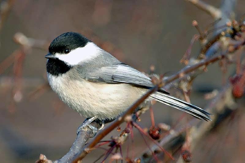 Common GBBC Birds Audubon Pennsylvania