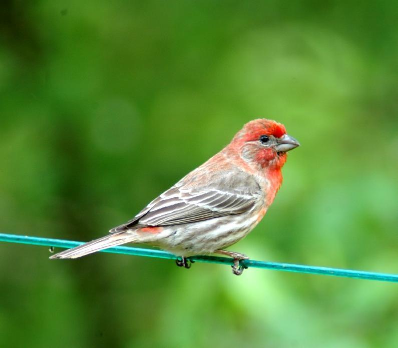 Common GBBC Birds Audubon Pennsylvania   Hofi Male   Esk 