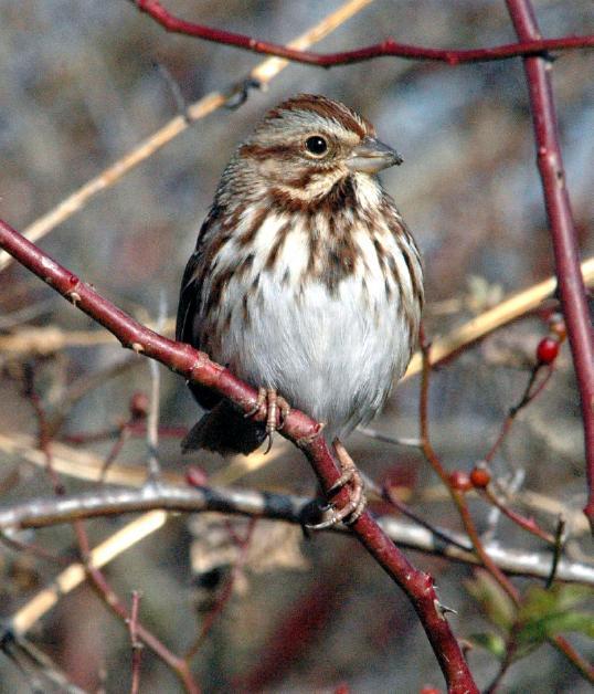 Common GBBC Birds Audubon Pennsylvania