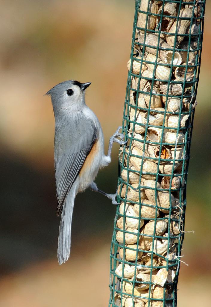 Common GBBC Birds | Audubon Pennsylvania