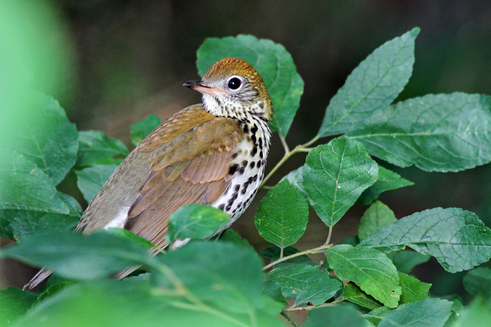 Top 5 Audubon Pennsylvania Wins For Birds In 2019 | Audubon Pennsylvania