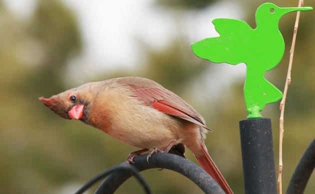 Focus on the Scarlet Tanager - Pennsylvania eBird