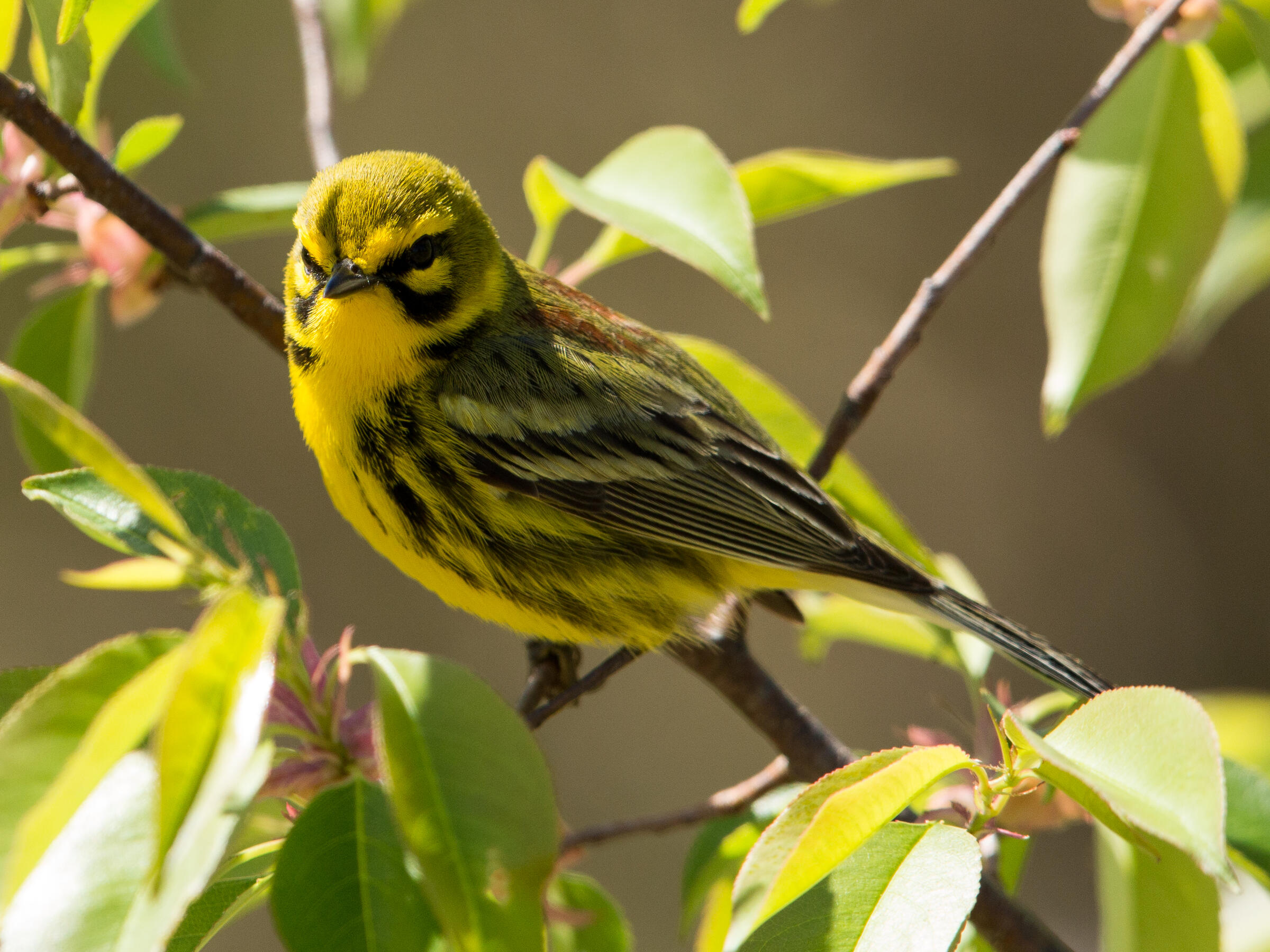 Prairie Warmber